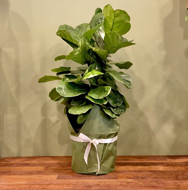 Fiddle-leaf Fig Bundle - Image 2