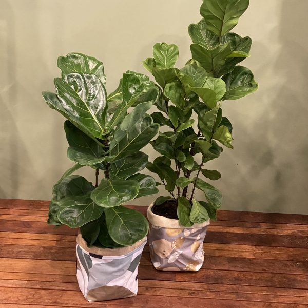 Fiddle-leaf Fig Bundle - Image 3
