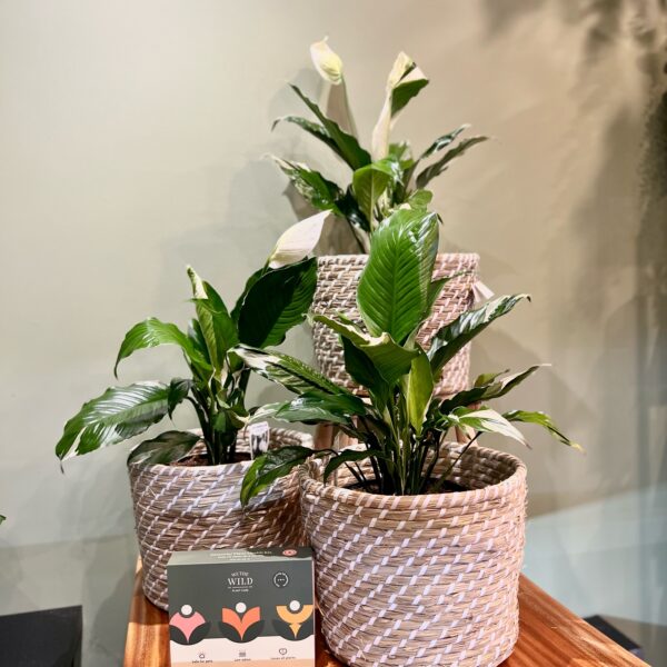 Peace Lily Picasso and Plant Bag - Image 2