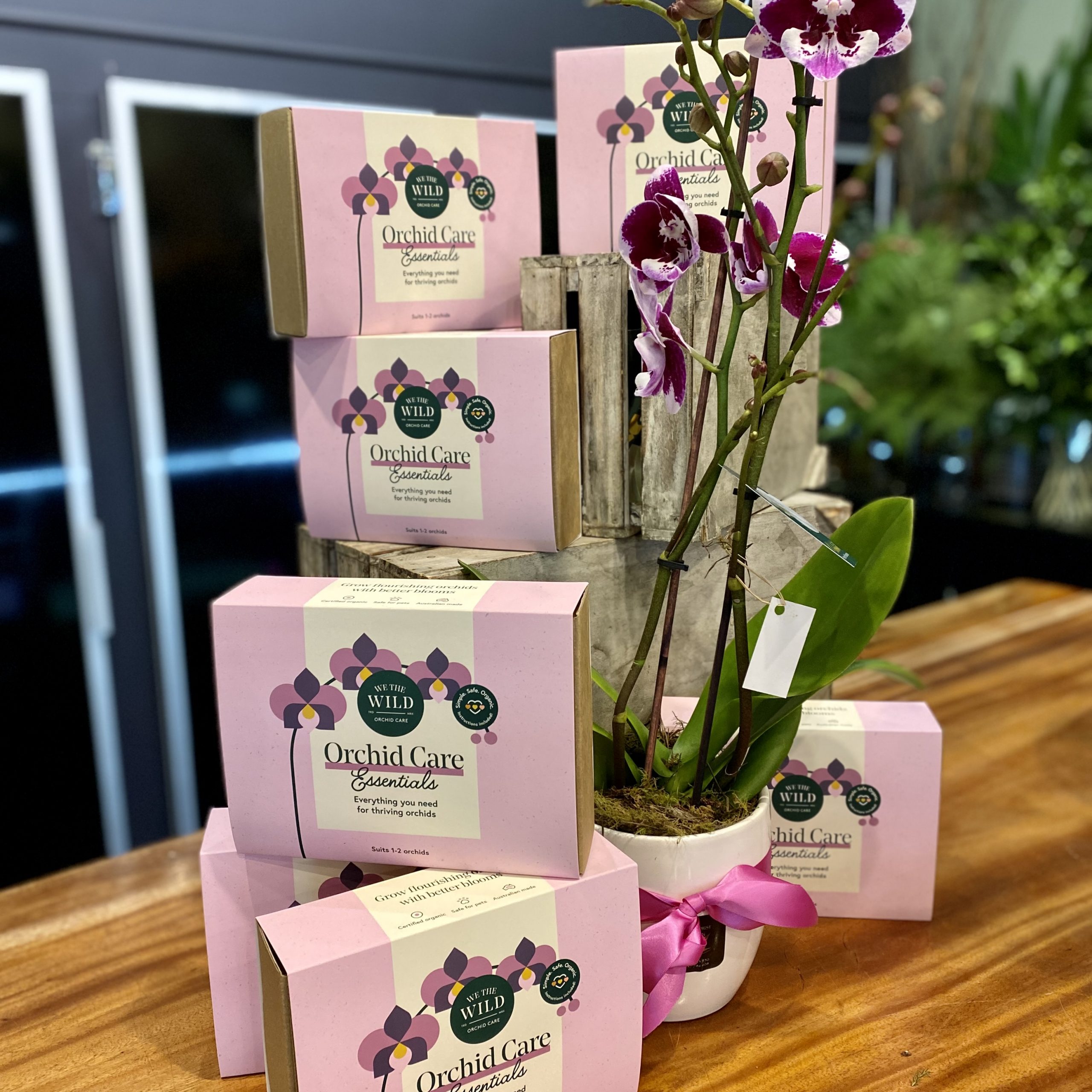 Phalaenopsis Orchid in Pot - Image 2