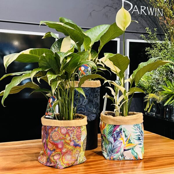 Peace Lily Picasso and Plant Bag