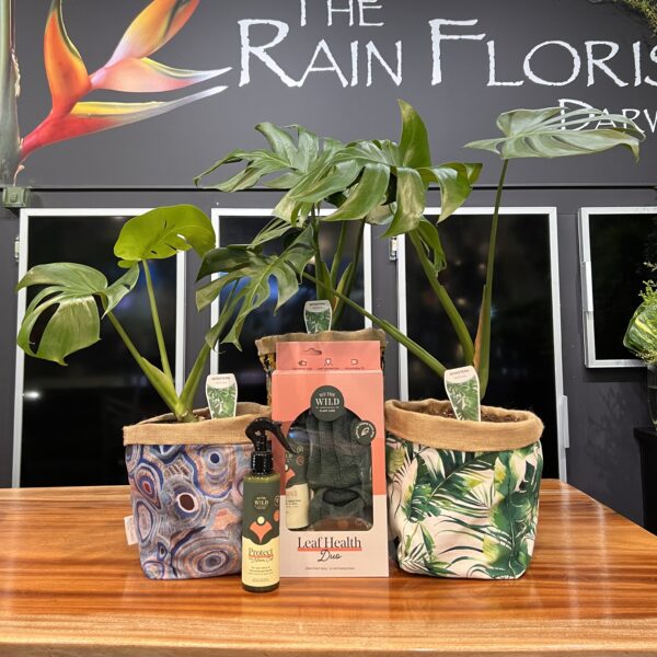 Monstera Deliciosa Plant Care Bundle