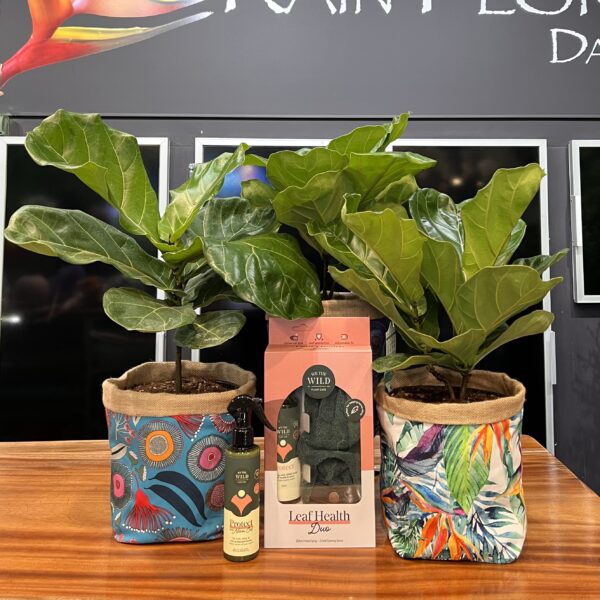Fiddle-leaf Fig Bundle