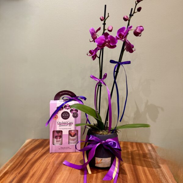 Double Phalaenopsis Orchid Plant
