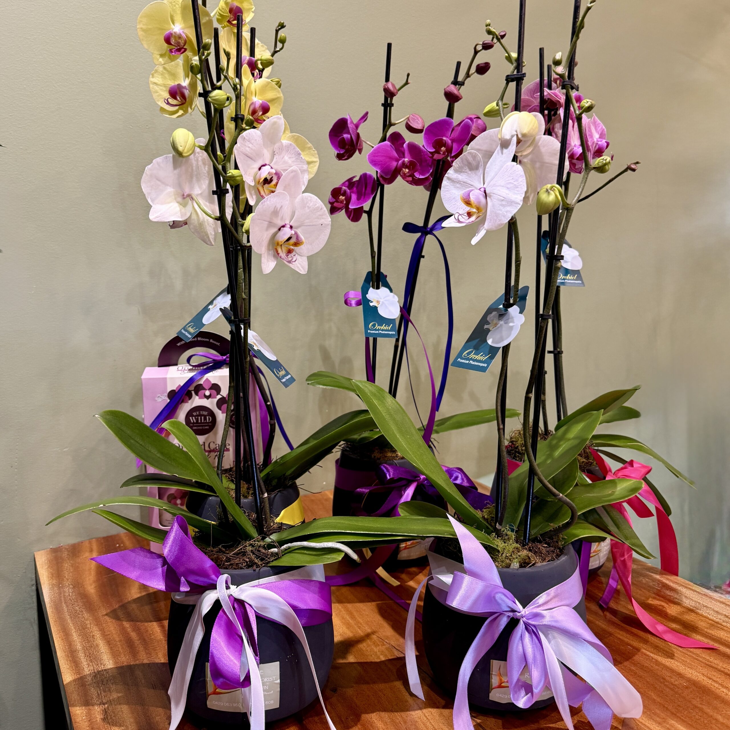 Phalaenopsis Orchid in Pot