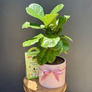 Fiddle Leaf Fig Plant Care Bundle