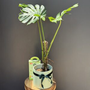 Monstera Deliciosa Plant Care Bundle