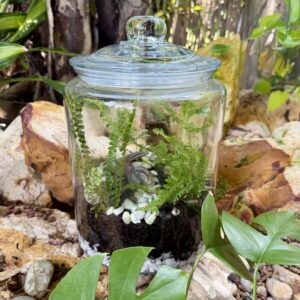 Bottled Eco System